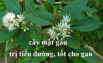 Cây mật gấu chứa nhiều canxi, vitamin C, K, giúp tăng cường sức khỏe xương khớp và làm cho xương trở nên chắc khỏe hơn. Đặc biệt, vitamin C giúp duy trì sức khỏe của xương và răng, đồng thời ngăn ngừa thiếu hụt vitamin này. Vitamin K hỗ trợ duy trì sự khỏe mạnh của xương và ngăn ngừa loãng xương.