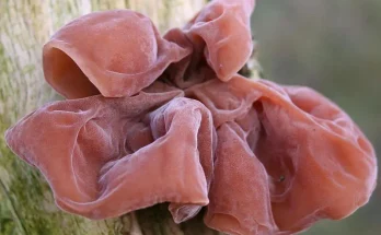 Mộc nhĩ không chỉ là một loại thực phẩm giàu chất dinh dưỡng mà còn là một nguồn dược liệu quý giá trong y học dân tộc. Đa dạng các công dụng của mộc nhĩ từ việc bảo vệ gan, chống oxi hóa đến hỗ trợ tiêu hóa và điều trị nhiều bệnh lý khác đã được các nghiên cứu và thực hành chứng minh. Tuy nhiên, nhớ rằng, trước khi áp dụng bất kỳ liệu pháp nào từ mộc nhĩ hay các loại thảo dược khác, việc tìm tòi và thảo luận với các chuyên gia y tế là quan trọng để đảm bảo an toàn và hiệu quả nhất.