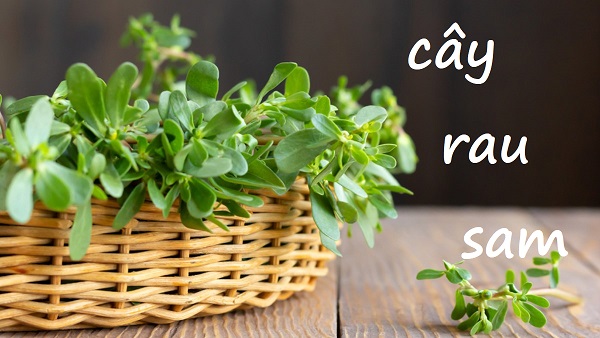 Rau sam là loại rau dân dã quen thuộc với người Việt. Không chỉ chứa hàm lượng chất xơ, vitamin và khoáng chất dồi dào, rau sam còn có đặc tính dược lý đa dạng giúp điều trị một số bệnh thường gặp