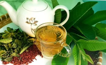 rong lá ổi chứa hoạt chất astringents với tác dụng làm chặt chân răng, giảm nhẹ các cơn đau tại nướu. Cách sử dụng cũng rất đơn giản, bạn chỉ cần sử dụng lá ổi tươi đã rửa sạch và giã nát. Sau thời gian ngắn, các cơn đau răng - nướu sẽ có xu hướng giảm nhẹ. Tình trạng viêm - nhiễm khuẩn nướu cũng sẽ được cải thiện rõ rệt nếu sử dụng phương pháp này thường xuyên.